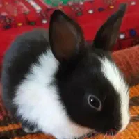 سه عدد خرگوش