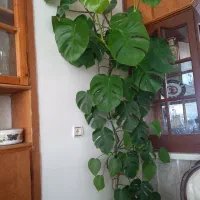 فروش انواع گل طبیعی