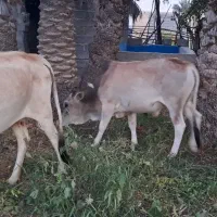 حراج گوساله گاو بچه گاو نر چاق