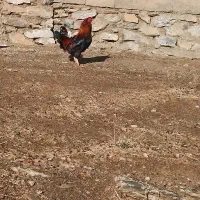 خرووس کوردی|حیوانات مزرعه|بانه, |دیوار