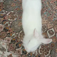 خرگوش سفیدباقفس|موش و خرگوش|اراک, |دیوار