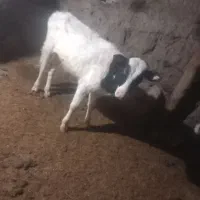 گوساله دورگ