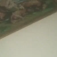 منزل رایگان و نیازمند به همخانه