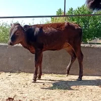گوساله ماده