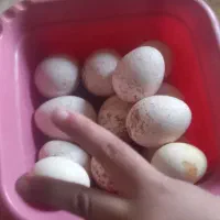 تخم بوقلمون دونه ۵۰تومان اندیکا ارسال هم دارم