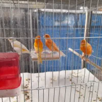 قناری‌قرمز