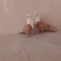 ساده سیاه و کلاغ|پرنده|نیشابور, شهرک اندیشه|دیوار