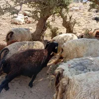 حیوان میش ورندیل بره وکهره|حیوانات مزرعه|یاسوج, |دیوار