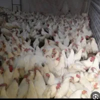 فروش مرغ تخم گزار