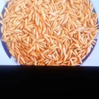 شلتوک بذری