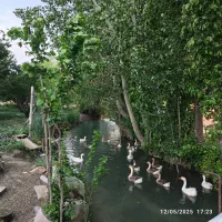 قو غاز و تخم قو غاز در نقده