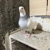 کفتر طوقی الماسی هفترنگ ماده|پرنده|مشهد, طلاب|دیوار