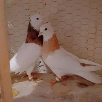 طوقی جفت وسبز جفت