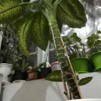 گل طبیعی|گل و گیاه طبیعی|خلخال, |دیوار