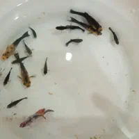 ماهی مولی پاندا فایتر پلاکت 16عدد