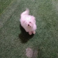 سگ پامر خرسی و پامر روباهی|سگ|فردوسیه, |دیوار