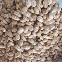 لوبیا چیتی ایرانی و حبوبات