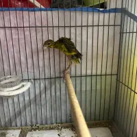 قناری جیبوس