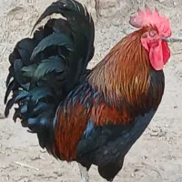 خروس برای فروش