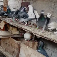 کبوتر مخلوط