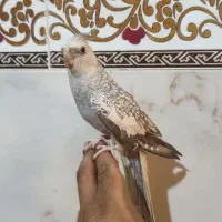 عروس هلندی ماده