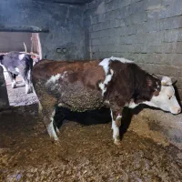 گوساله ماده