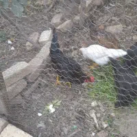 خروس فروشی|حیوانات مزرعه|قمصر, |دیوار