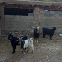 یک عدد چپش دوتا کره ی بز ابستن