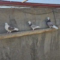 کبوتر شازده وپشت دار