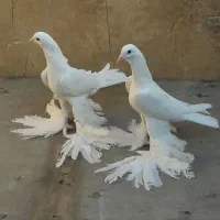 کفترپاپرلی اوجا