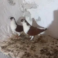 ساده جفتی