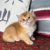 مجموعه گربه های ایران کتز|گربه|شیراز, ابیوردی|دیوار