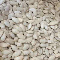 تخمه کدو اجیلی|عمده‌فروشی|شیراز, باغ تخت|دیوار