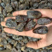 خرمای کبکاب و شاوی و خنیزی و زاهدی دانه درشت آبپخش