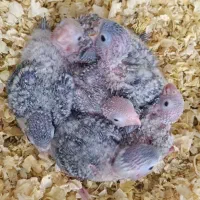 جوجه گیرینچیک سرلاکی مستقیم از پرورش دهنده خریدکن