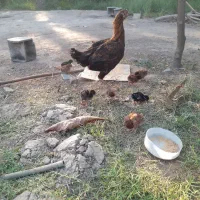 ماده مرغ با ۹جوجه|حیوانات مزرعه|میناب, |دیوار