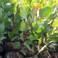 نهال پسته گلدونی امسالی و دو