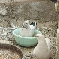نر کاکلی