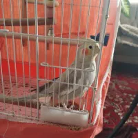 طوطی عروس هلندی|پرنده|اقبالیه, |دیوار