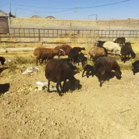 ۳۴ راس میش بره همه بره دار