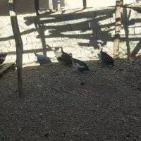 مرغ شاخدار هندی|حیوانات مزرعه|لامرد, |دیوار