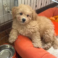 فروش سگ پودل|سگ|کرج, دهقان ویلا|دیوار