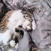 گربه دی اس اچ مهربون