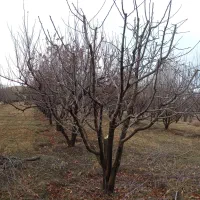 هرس زنی درختان