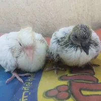 جوجه کبوتر|پرنده|مشهد, فاطمیه|دیوار