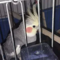 فروش عروس هلندی|پرنده|فردیس, انبار نفت|دیوار