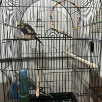 گرینجیک عروس هلندی مرغ عشق|پرنده|ارومیه, |دیوار