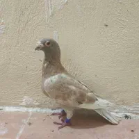 کبوتر سخریج پلاکی گرفتنی