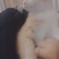 پیشی گربه