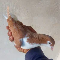 ۲عدد ماده شیرازی زرد و زاغ آبادانی|پرنده|کارون, |دیوار